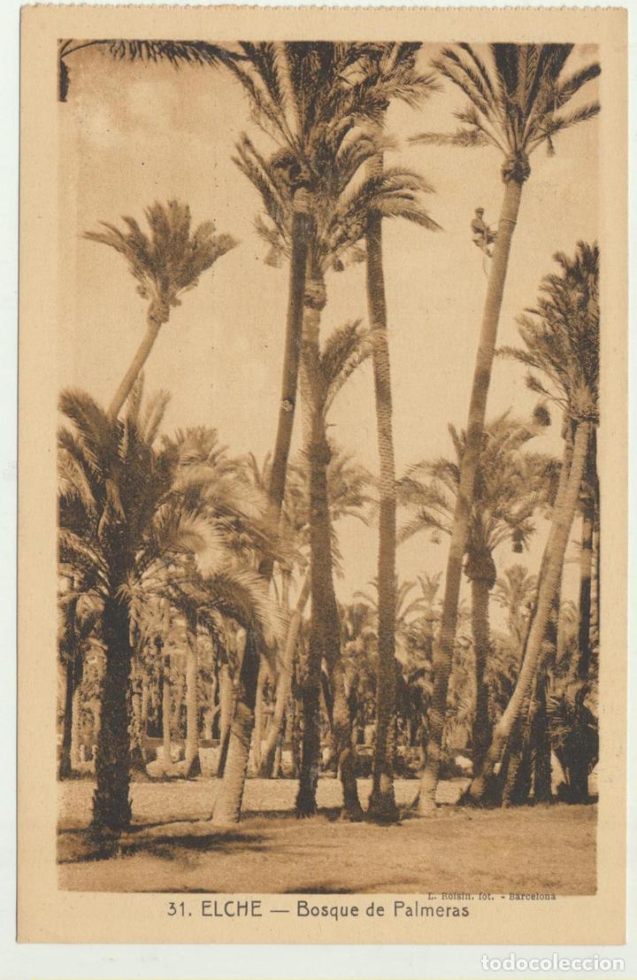 Cartoline: Elche.- Bosque de Palmeras. 31