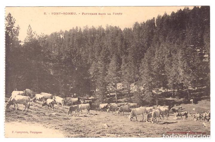 Cartoline: Font-Romeu.- Paturage dans la foret