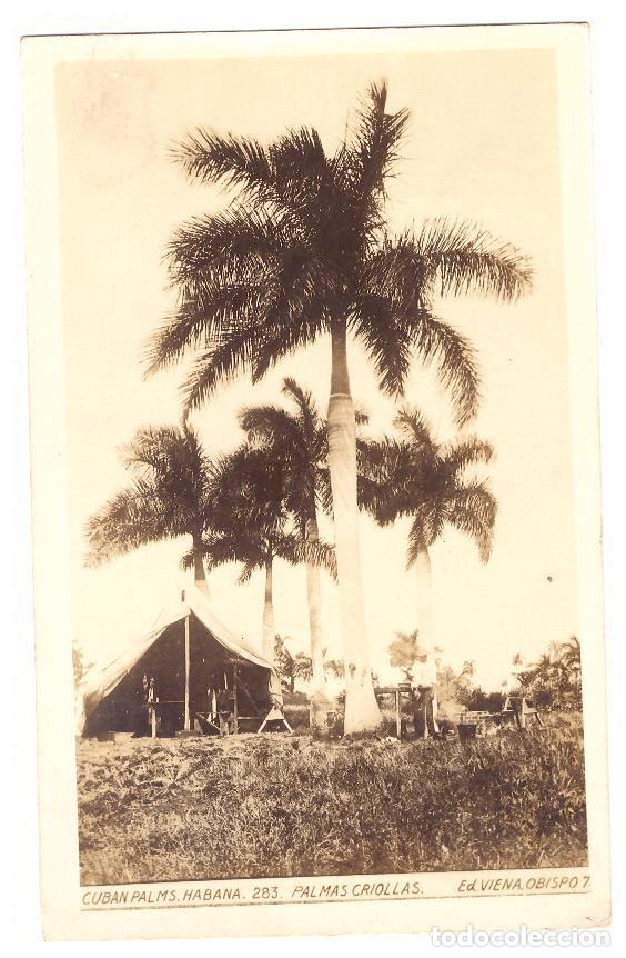 Cartoline: Foto-Posta. Habana.- Palamas criollas. Anterior a 1905