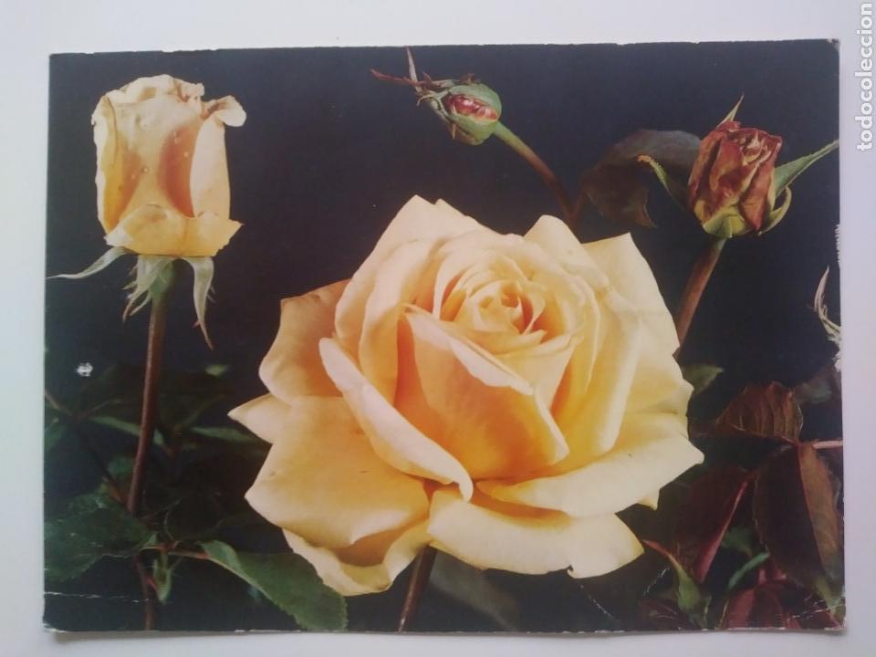 Postales: Rosa. Escrita.1967.PEDIDO MINIMO : 5&euro; - Foto 1