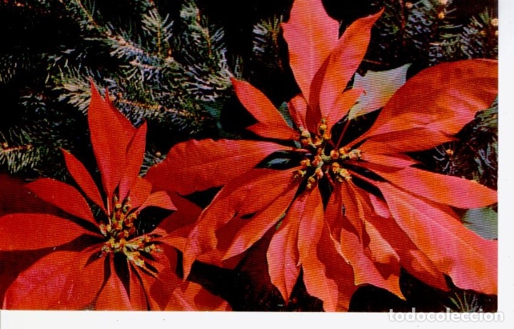Postales: POSTAL FLORES ... FLOR DE PASCUA