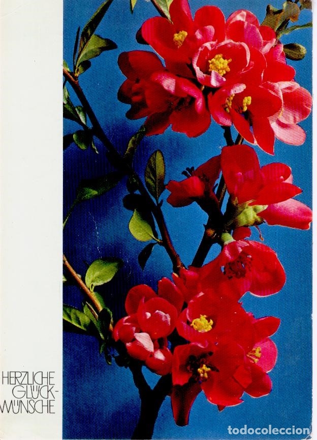 Postcards: POSTAL FLORES