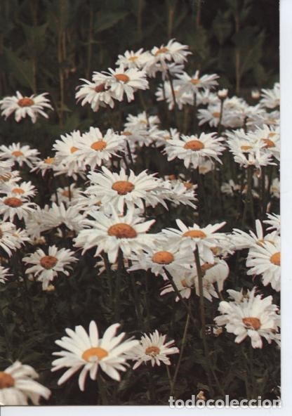 Cartoline: POSTAL FLORES ...  MARGARITAS