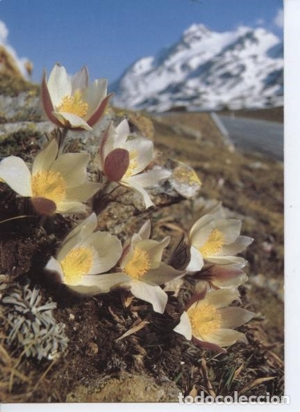 postal flores ... anemonas de los alpes - Comprar Otras Postales Antiguas  Temáticas en todocoleccion - 174399342