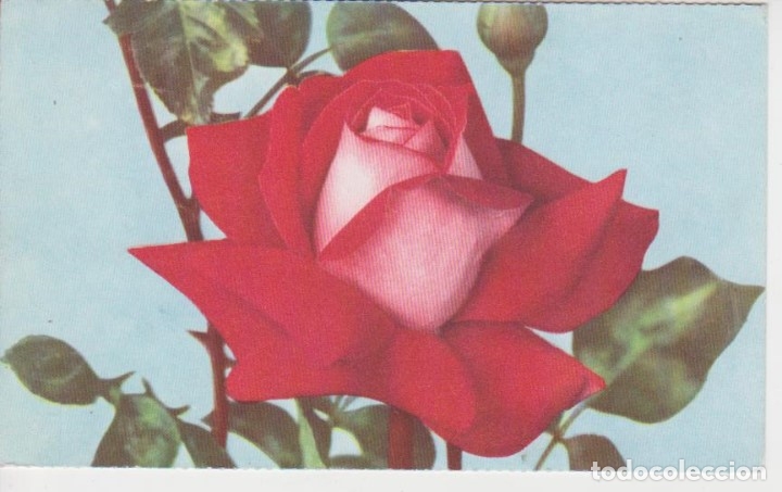 Postales: POSTAL FLORES ... ROSA - Foto 1