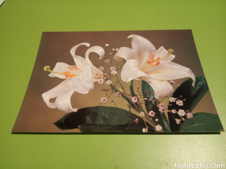 Cartes Postales: Flores postal