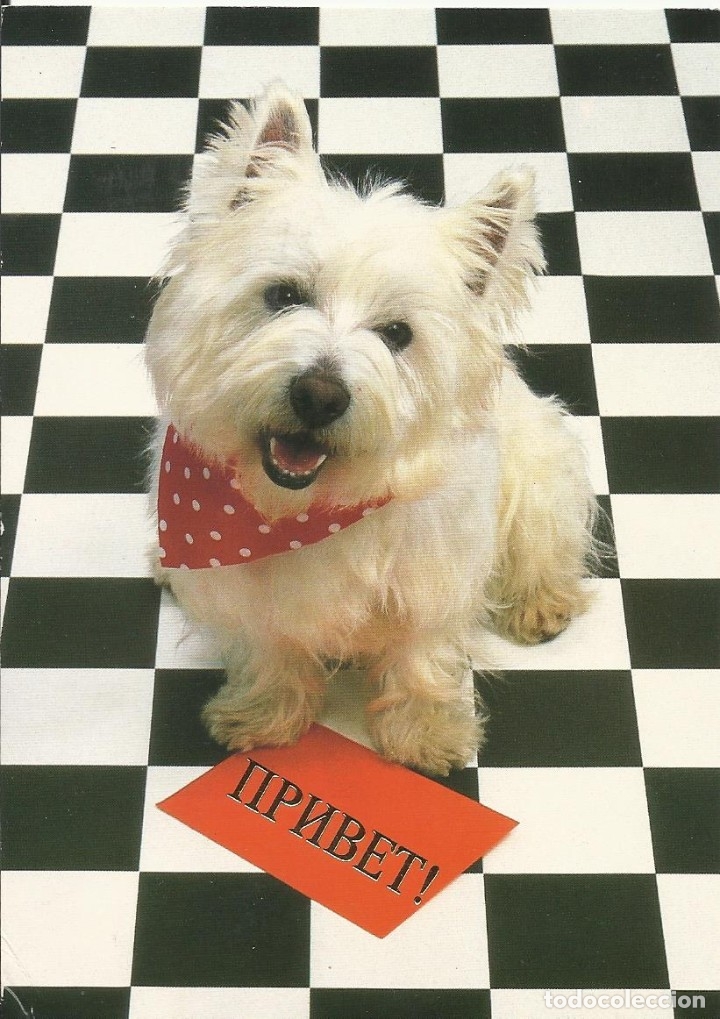 Postcards: Perrito. Rusia. CCCP. URSS. Buen estado. Escrita. 1996. 15x10,5 cm. Postal.