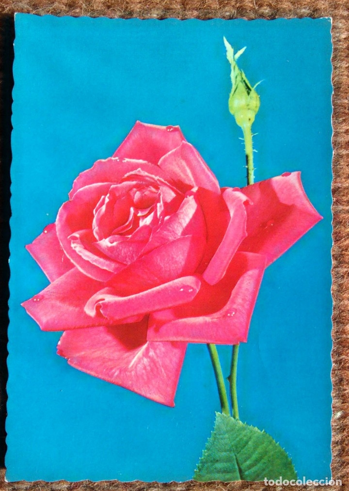 Postales: ROSA - Foto 1