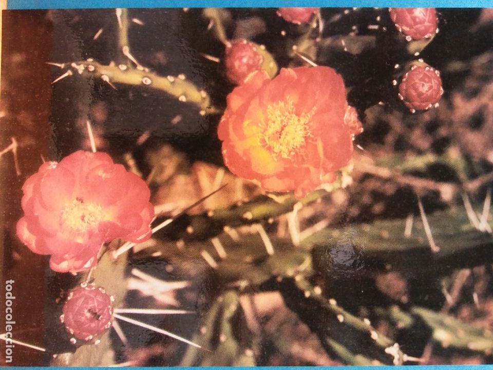 Postales: SERIE NATURALEZA. 2. FLOR DE TUNA. (EDU THEIS) . NUEVA