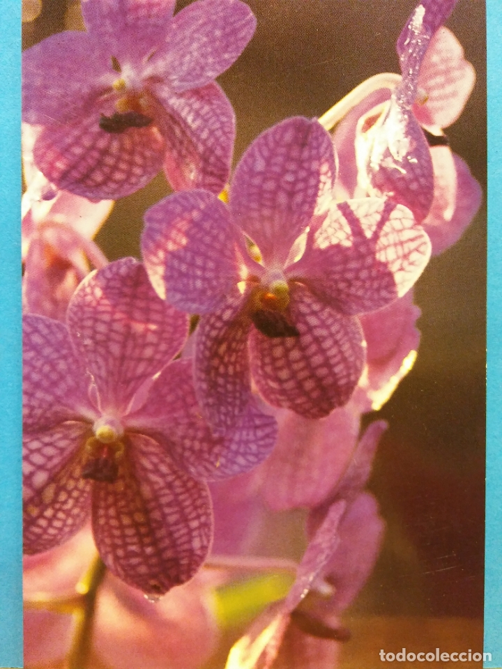 Postales: FLOR MORADA. PROTECCION Y CONSERVACION PATRIMONIO NATURAL. PARLAMENTO EUROPEO 10/07/87. NUEVA