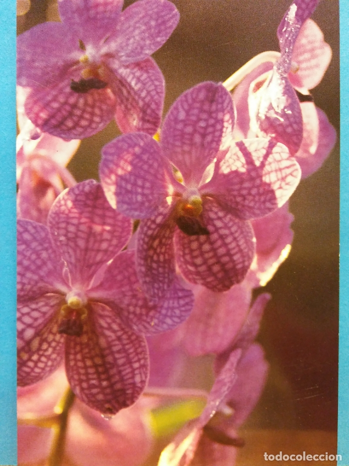 Postales: FLOR MORADA. PROTECCION Y CONSERVACION PATRIMONIO NATURAL. PARLAMENTO EUROPEO 10/07/87. NUEVA