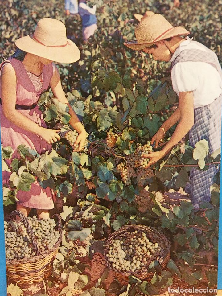 Postales: CAVAS CODORNIU. VENDIMIA. SIN USAR - Foto 1
