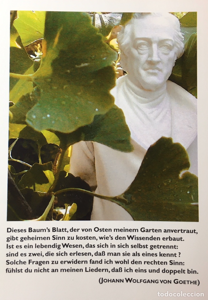Postales: Goethe und der Gingko-Biloba - Foto 1