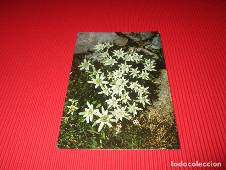 Postales: EDELWEIS - FYF 13 - SIN USAR - EDICIONES SICILIA S.A.