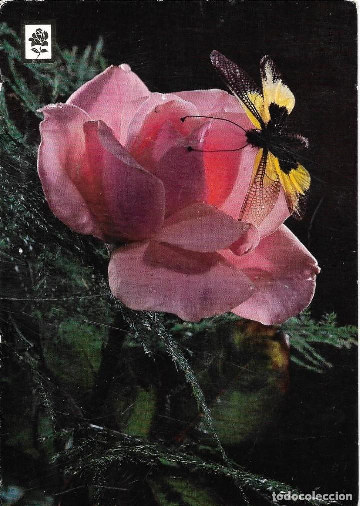Postales: :::: PV452 - POSTAL - ROSA - Foto 1