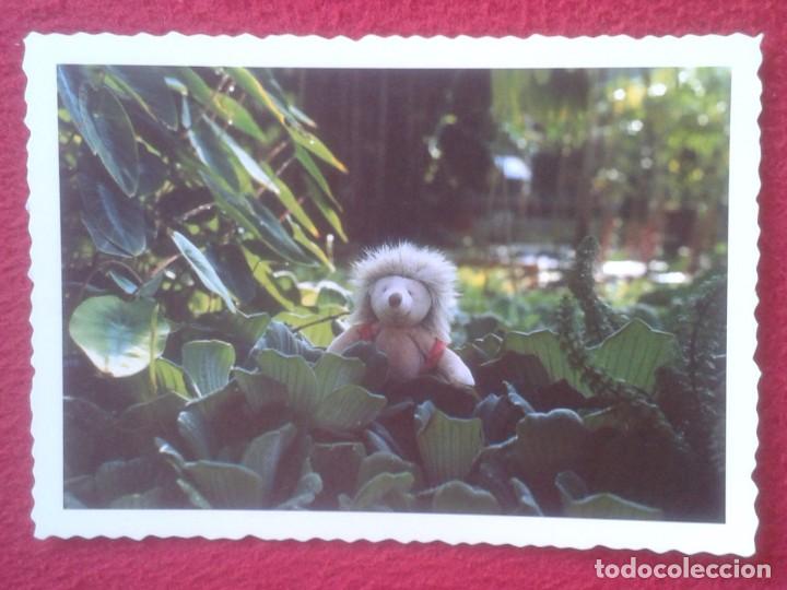 Postales: POSTAL POST CARD MOULIN ROTY ERIZO ? H&Eacute;RISSON ? HEDGEHOG ? IGEL ? VER FOTO/S Y DESCRIPCI&Oacute;N.
