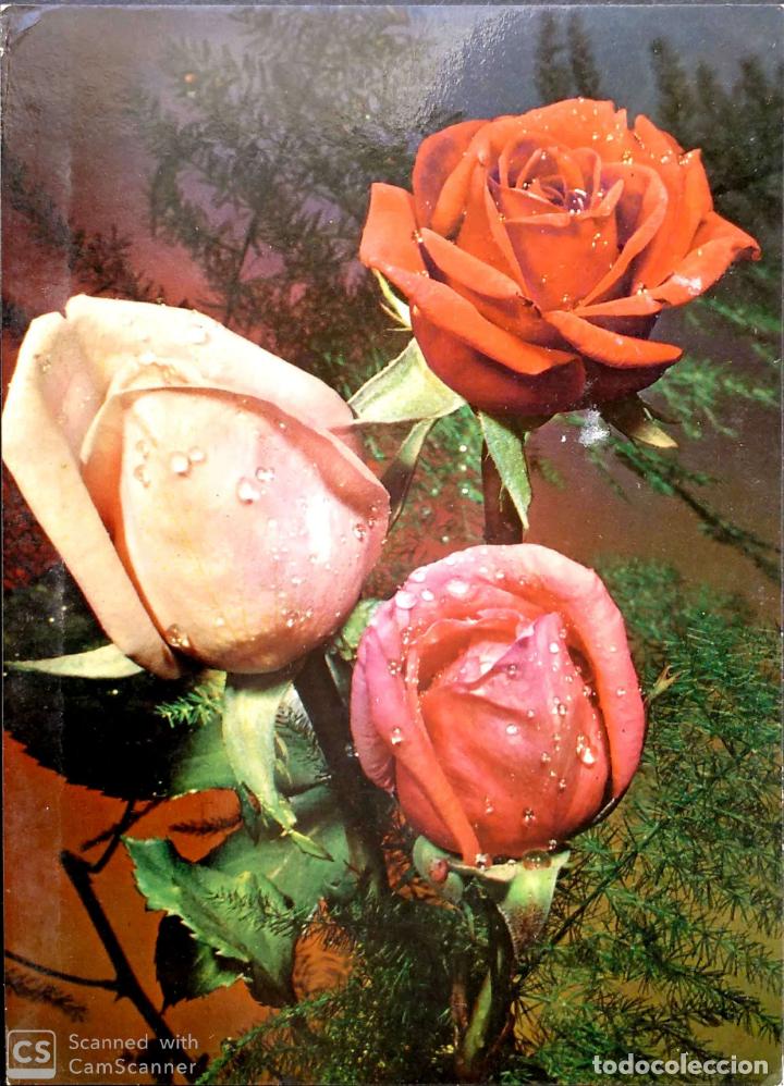 Postales: Rosas. Nueva. Color - Foto 1