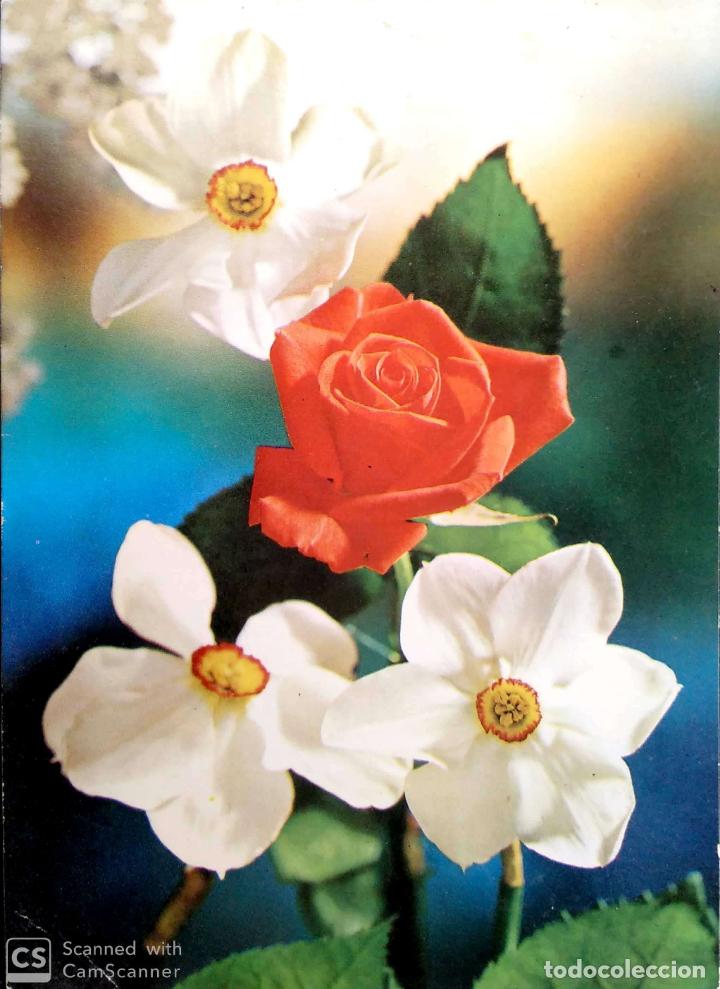 Postales: Rosa y narcisos. Usada. Color - Foto 1