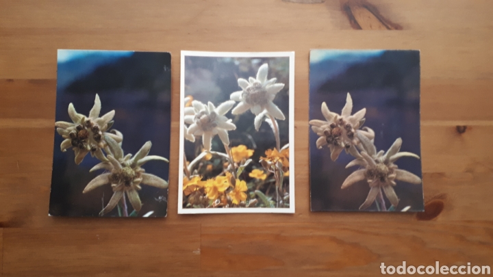 Postales: Lote 3 postales flor edelweiss. - Foto 1