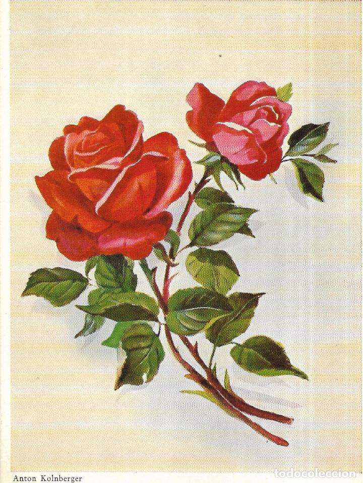 Postales: :::: PV28 - POSTAL - ROSAS - ANTON KOLNBERGER - Foto 1