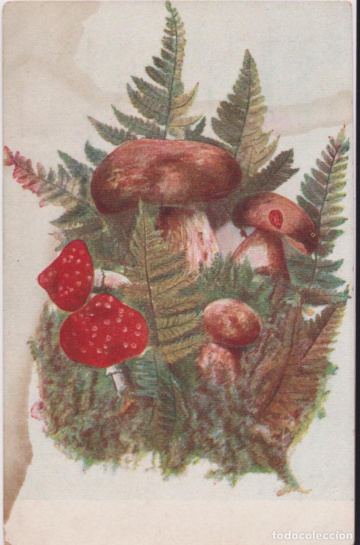 Postkarten: ANTIGUA POSTAL FLORES - FARBIGE PHOTOGRAPHIE NATURBLUMEN 642 - S/C - SIN DIVIDIR