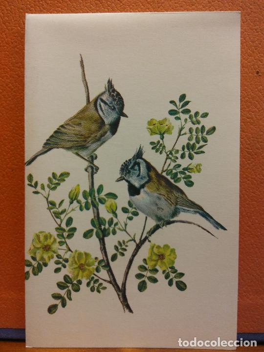 Cartoline: AVES. BONITA POSTAL. D&Iacute;PTICO. SIN USAR