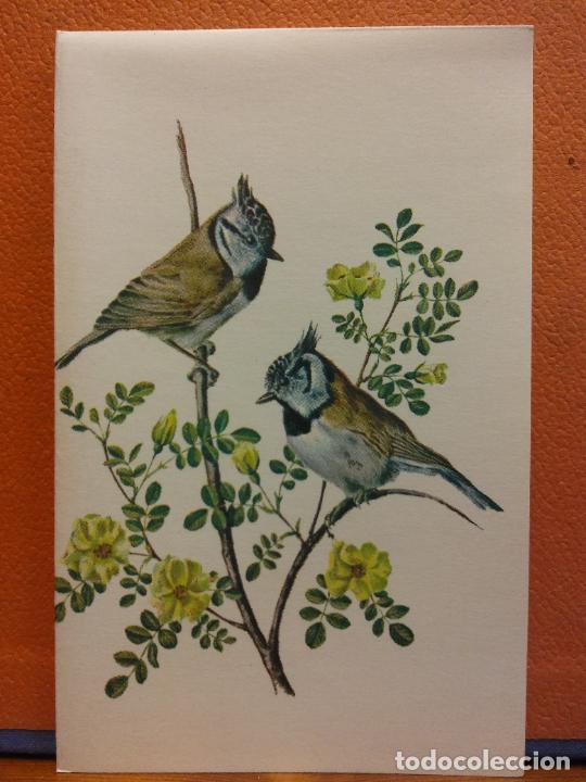 Cartoline: AVES. BONITA POSTAL. D&Iacute;PTICO. SIN USAR