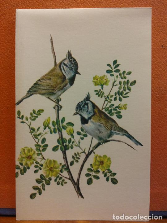 Cartoline: AVES. BONITA POSTAL. D&Iacute;PTICO. SIN USAR