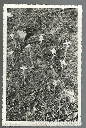 Postales: ANTIGUA POSTAL FLORES - Foto 1