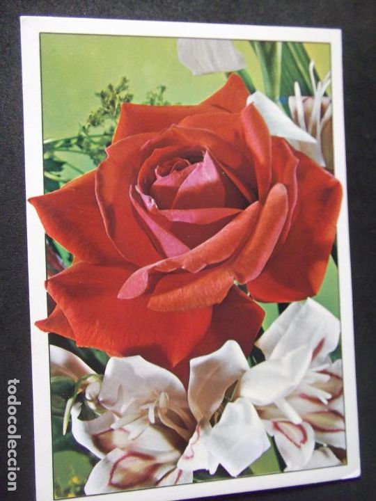 Postales: FLORES-DF1-NO ESCRITA-FLOWERS-FLEURS-FIORI...
