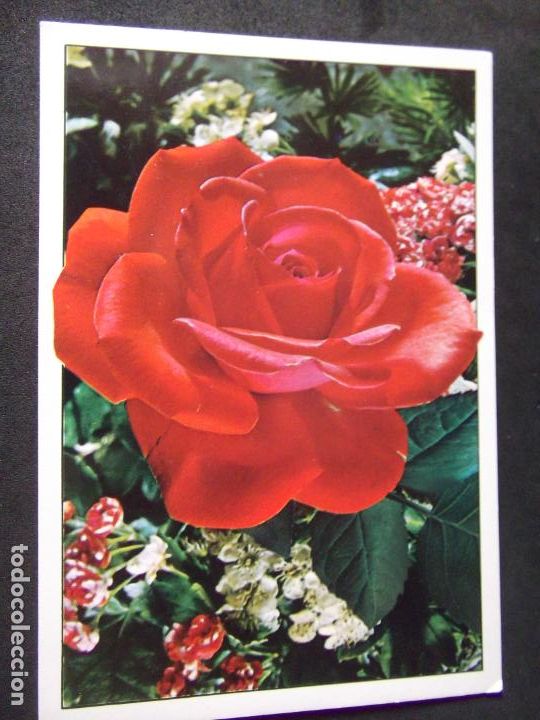 Postales: FLORES-DF1-NO ESCRITA-FLOWERS-FLEURS-FIORI..