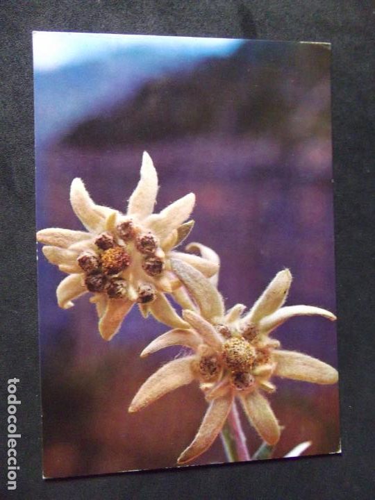 Postales: FLORES-DF1-NO ESCRITA-FLOWERS-FLEURS-FIORI....