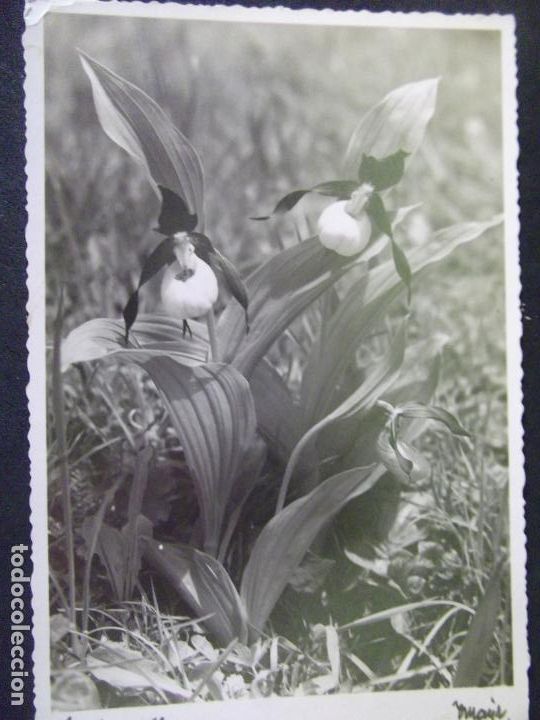 Postales: FLORES-V12B-SXX-NO ESCRITA-14X9mm-FLOWERS-FLEURS-FIORI..