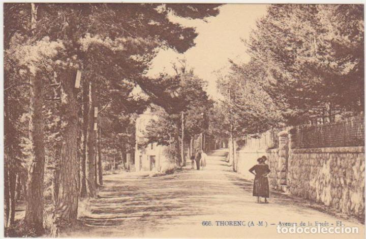 Cartoline: Thorenc.- Avenue de la Foret