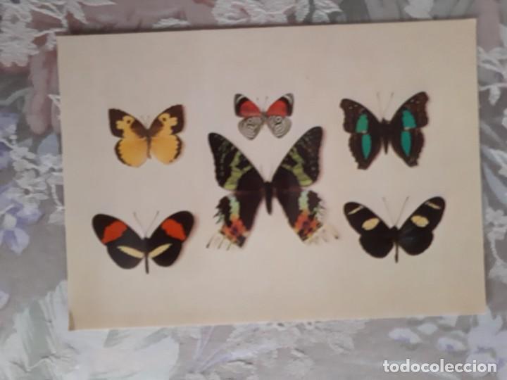 Postales: Postal Museu Darder Banyoles, seleccion lepidopters exotics. - Foto 1