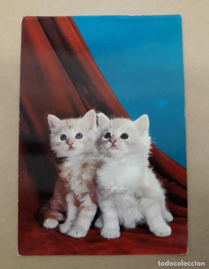 Postales: TARJETA POSTAL DAKER 8047 / E. PAREJA GATITOS. ESCRITA