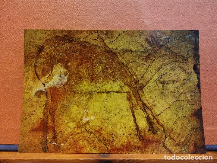 Cartes Postales: CUEVAS DE ALTAMIRA. CIERVA. BONITA POSTAL. SIN USAR
