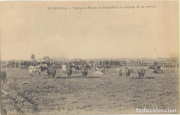 Postcards: Sevilla.- Toros de Mihura en Tabladilla la v&iacute;spera de la corrida. Editor Manuel Barreiro 1906-10
