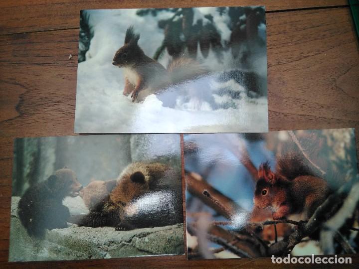 Postales: Postales animales - Foto 1