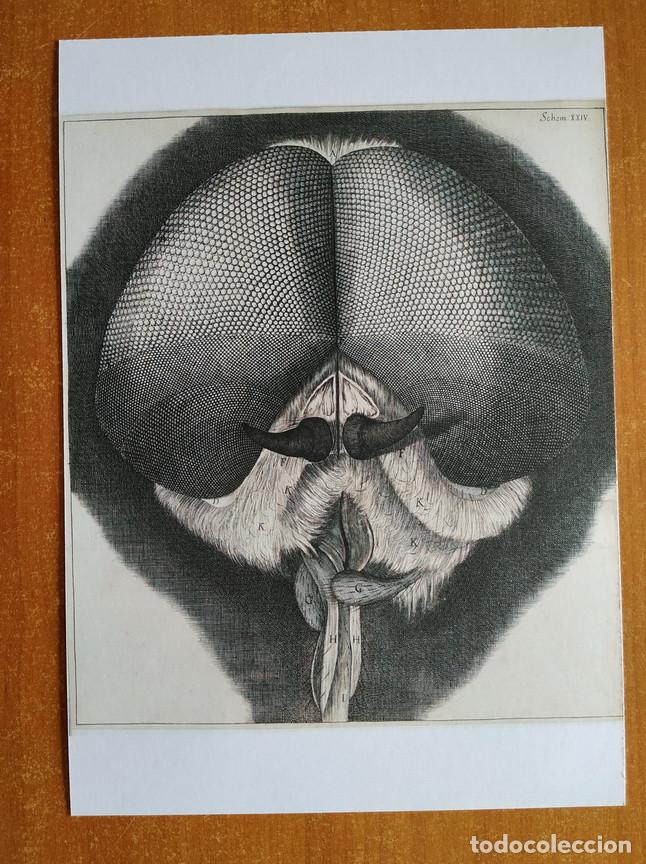 Postales: POSTAL GRANDE MICROGRAPHIA. Robert Hooke. A&ntilde;o 1665. - Foto 1