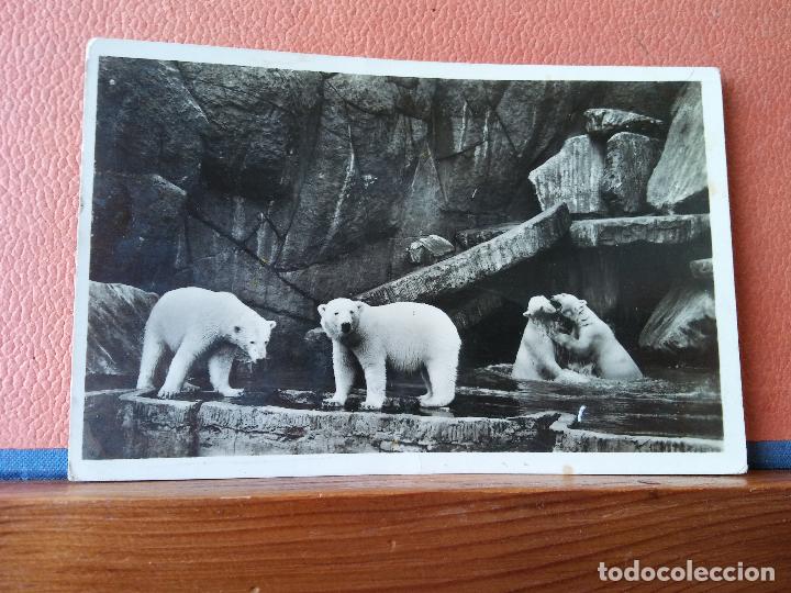 Postales: OSOS. BONITA POSTAL. CIRCULADA. - Foto 1