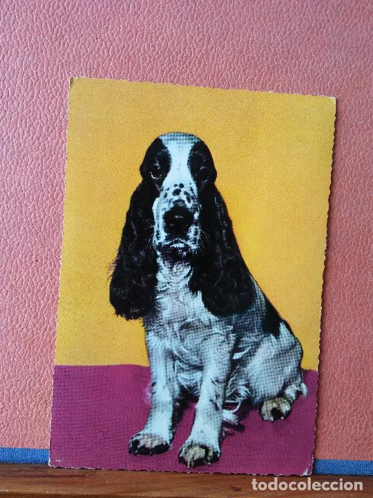 Postales: PERRO. BONITA POSTAL. CIRCULADA. - Foto 1