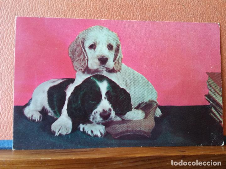 Postales: BONITOS PEROS. BONITA POSTAL. NUEVA. - Foto 1