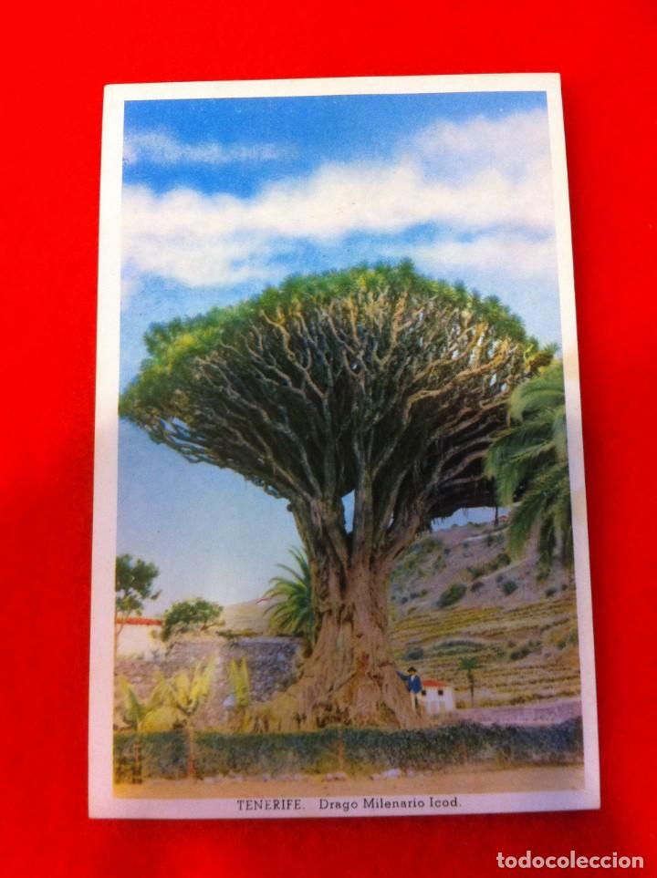 Postales: POSTAL. TENERIFE. DRAGO MILENARIO ICOD. POSTAL ESCRITA - Foto 1