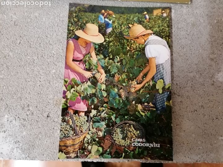 Postales: Lote 7 postales antiguas codorniu - Foto 3