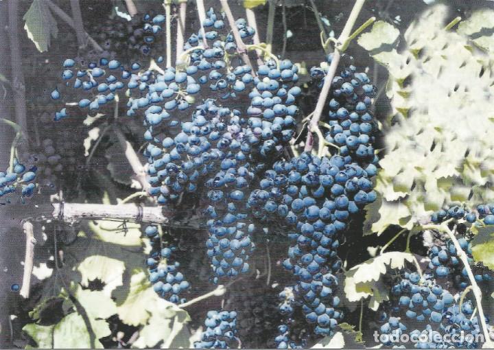 Postales: TARJETA POSTAL. NUEVA. SIN CIRCULAR. UVAS. VI&Ntilde;A. PLANTAS. NATURALEZA.