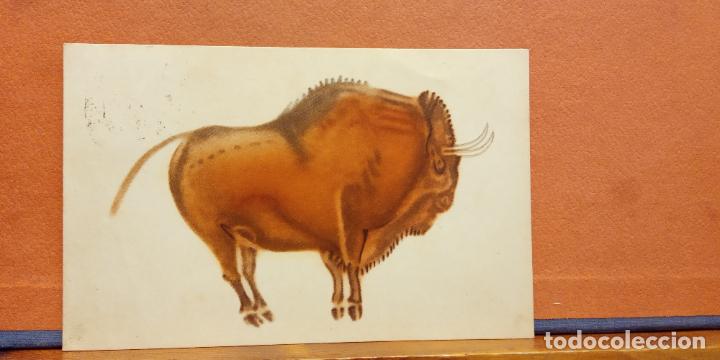 Postales: BISONTE PARADO. BONITA POSTAL. CIRCULADA - Foto 1