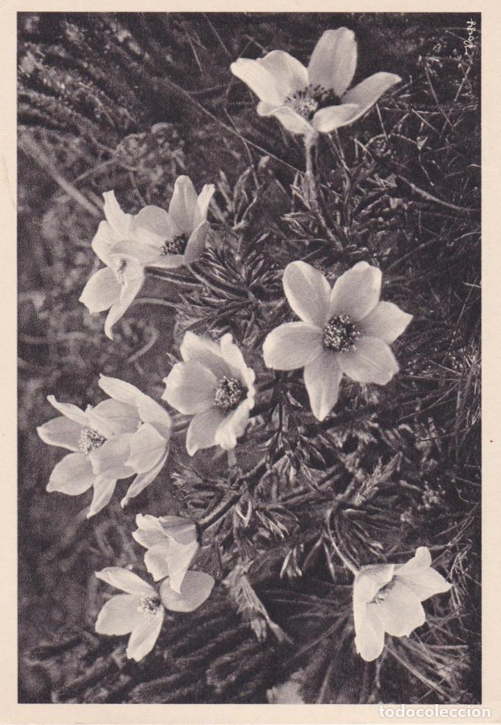 Postales: POSTAL FLOR BERGAMOTA - POPP - ESCRITA - Foto 1