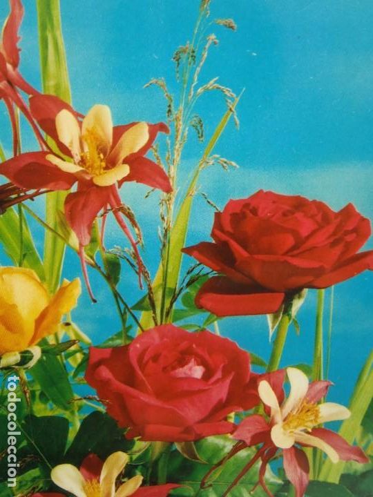 Postcards: FLORES - 1976
