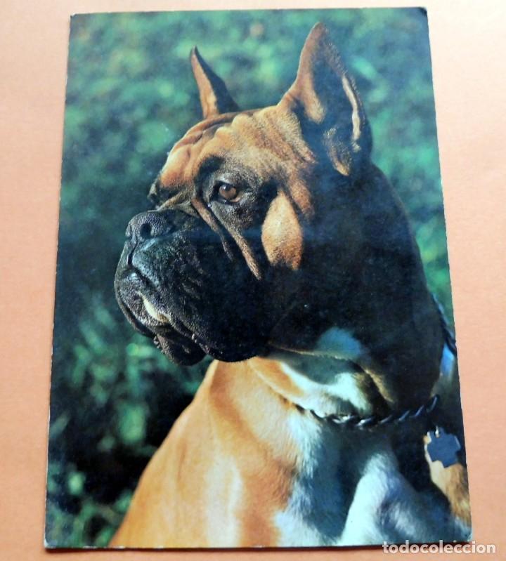 Postales: J - POSTAL - PERROS - VERLAG BERINGER - N&Uacute;M A 5978 - NO CIRCULADA - Foto 1